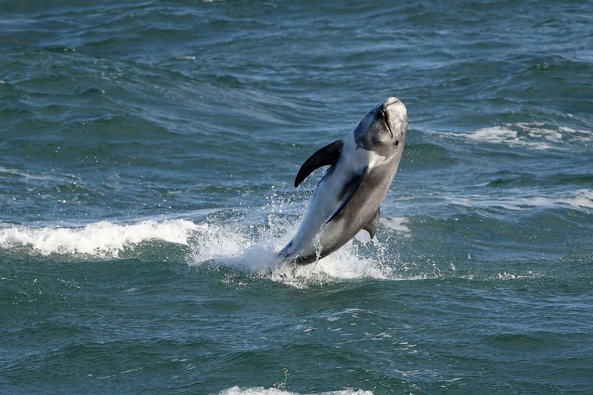 Today's Photo of the Day is a Risso Dolphin taken at Point Lynas, Anglesey in October by Will Lewis #BBCCountryfileMagPOTD