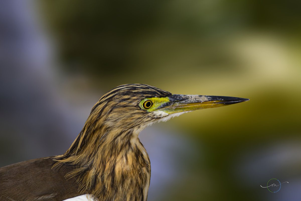 wildMtadventure's tweet photo. Taking pictures of wild birds in their natural environment is definitely the most amazing photography genres. https://t.co/HpsGIfTYkL