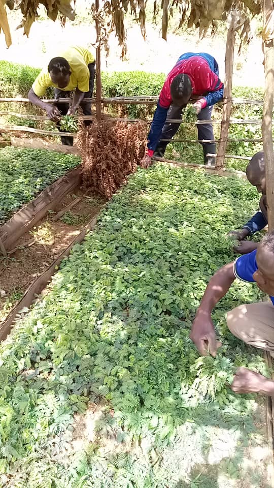 IuiufmM's tweet photo. "Under One Constituency One Million Trees Program, more trees seedlings will be donated &amp; grown with local people since they have land for Agroforestry," says c/m Dr @JibS_Owomugisha More IUIU FM @ 11AM
! Let's act! 
@DeoAkiiki
 @nemaug
 @SAharimpisya
 @NFAUG
 @UPDFspokespersn https://t.co/oiz1cxGKeo