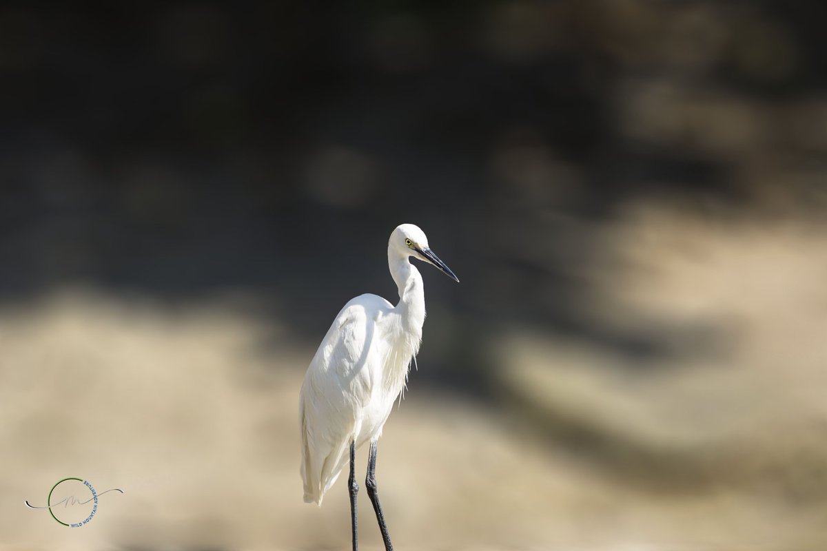 wildMtadventure's tweet photo. Taking pictures of wild birds in their natural environment is definitely the most amazing photography genres. https://t.co/HpsGIfTYkL