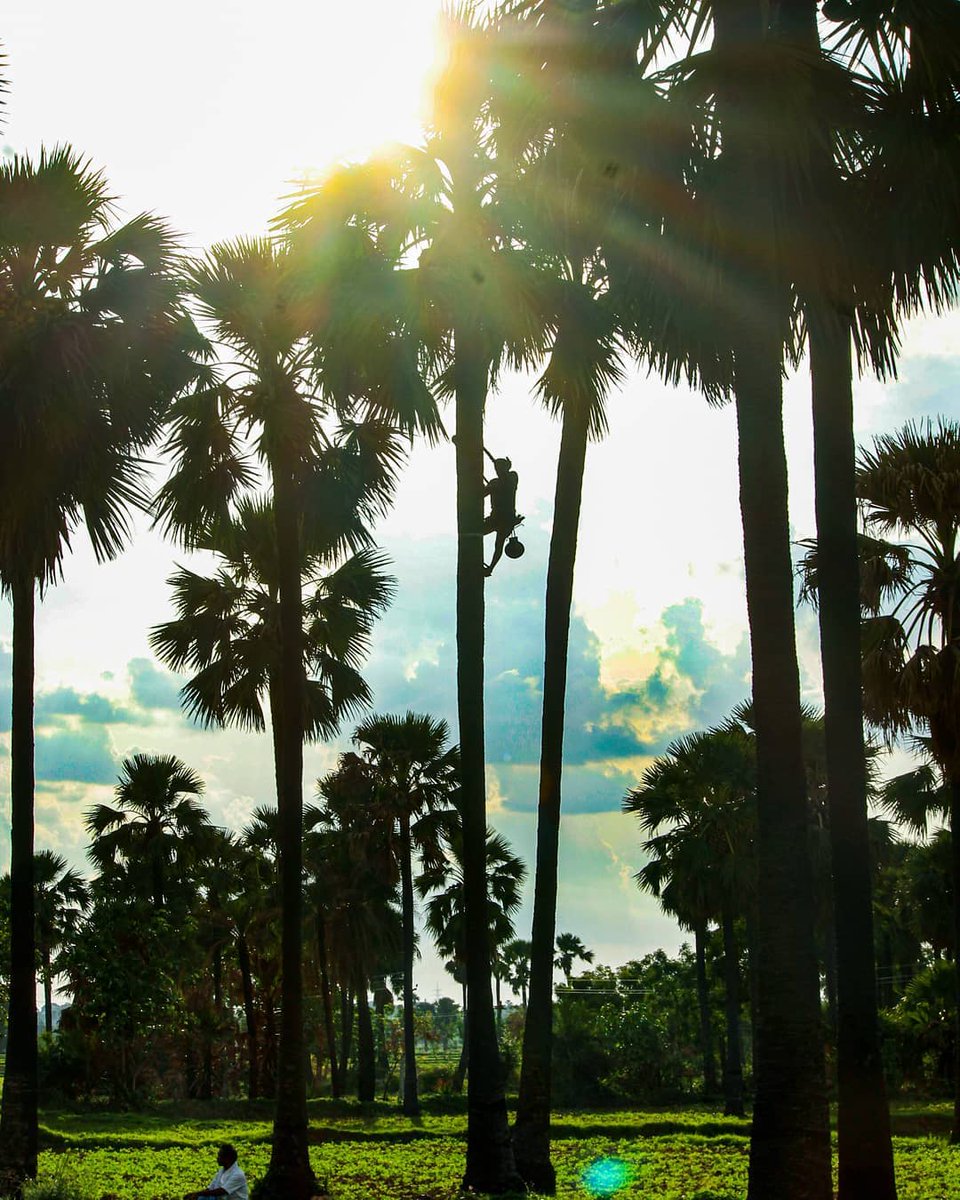 Praveen_nature's tweet photo. #ToddyTapper #Toddy #Palmtrees #Nature #Naturelover #NatureBeauty #NaturePhotography #Andrapradesh #Telangana #India #IncredibleIndia https://t.co/QITirCftEH