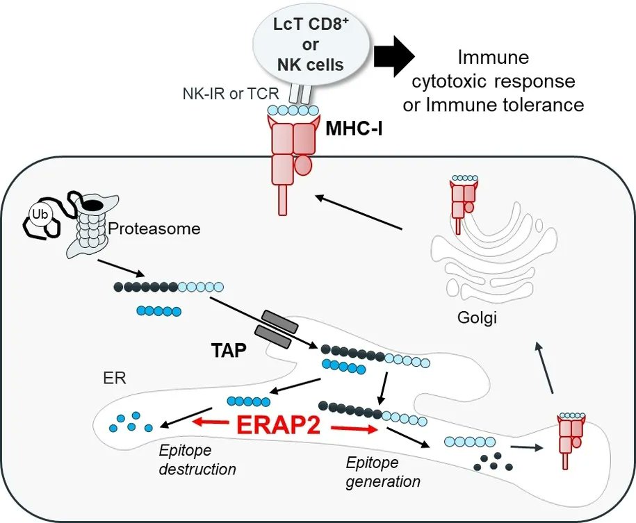 talius's tweet photo. New #Enzyme #Inhibitor shows Promise for #Treating #Cancers, #Autoimmune diseases
Researchers have found a #nanomolar #inhibitor of #ERAP2 allowing for better neoantigen visibility and thus targeting by the immune system... https://t.co/oFXHk1y0f5 https://t.co/XSz2wr3rN9