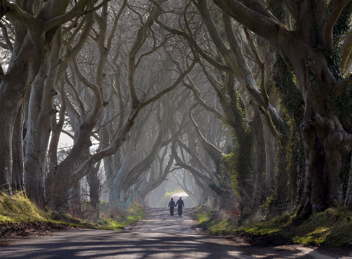JeffOvers's tweet photo. For #Halloween from a past trip to the Dark Hedges in County Antrim https://t.co/vTbWCjyTEC