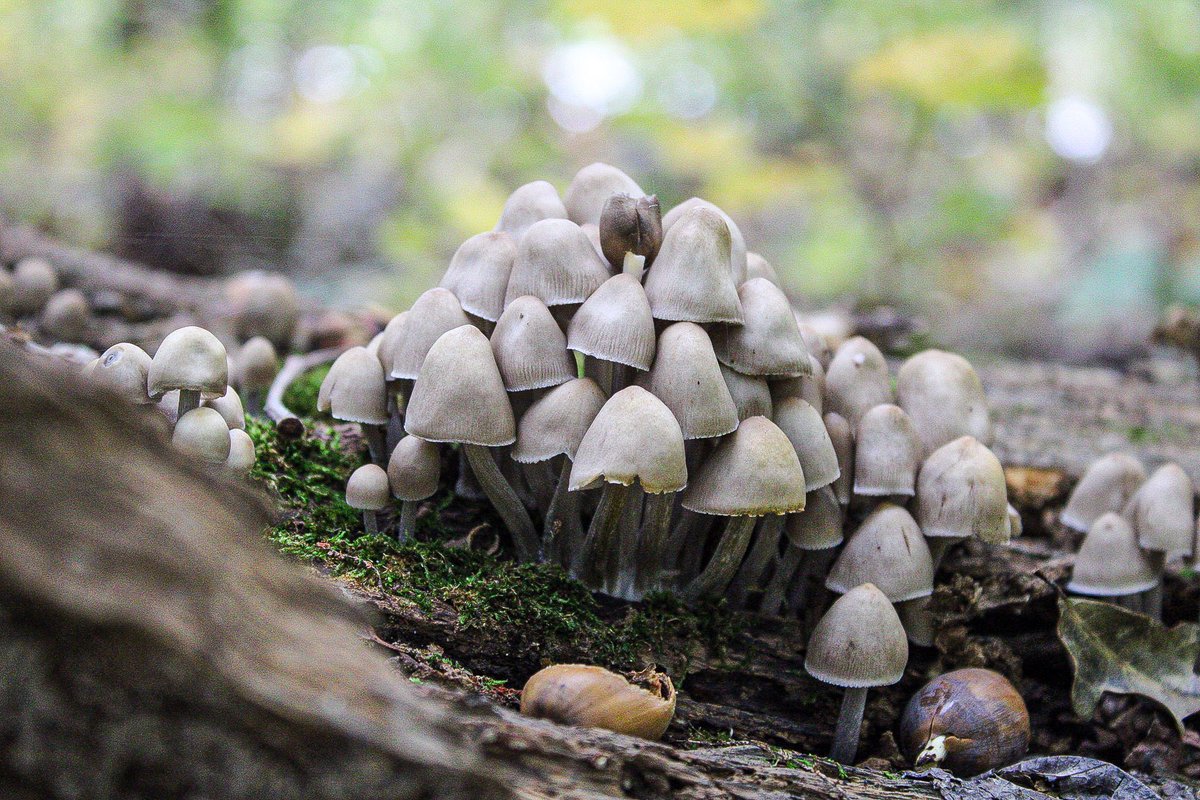 ElAlexPhoto's tweet photo. The more the merrier. #coprinaceae #fungi #nature https://t.co/BcGbIk264E