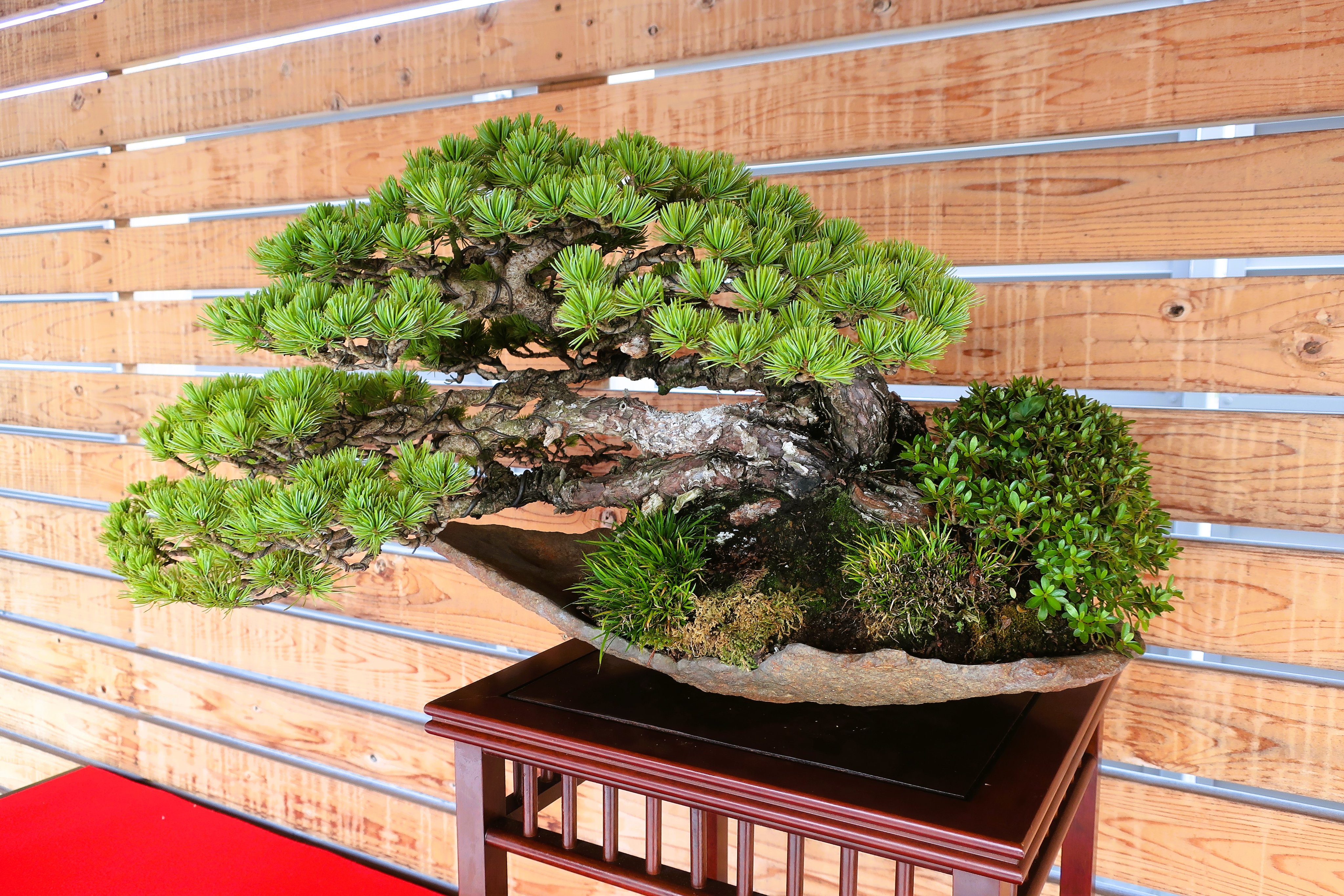 吾妻五葉松。文人造り。 お値段ご相談☆吾妻五葉松 盆栽 文人木