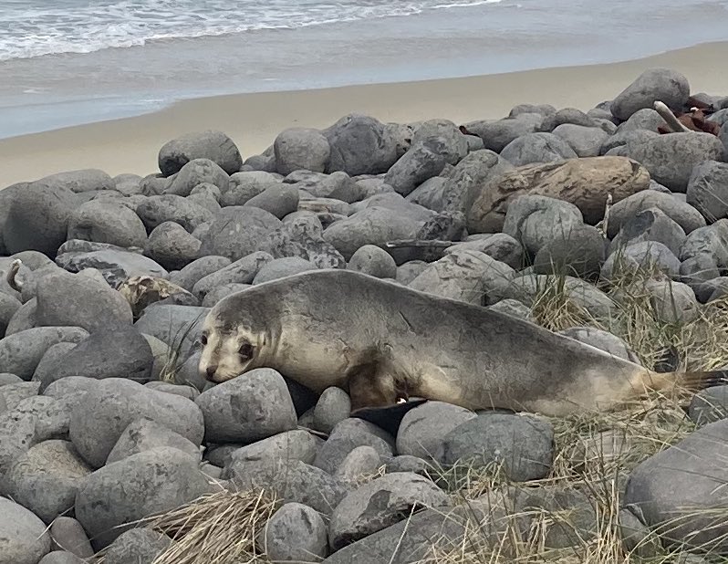 #dunedinnz is a beautiful city. that is it - that’s the tweet. #myweekend