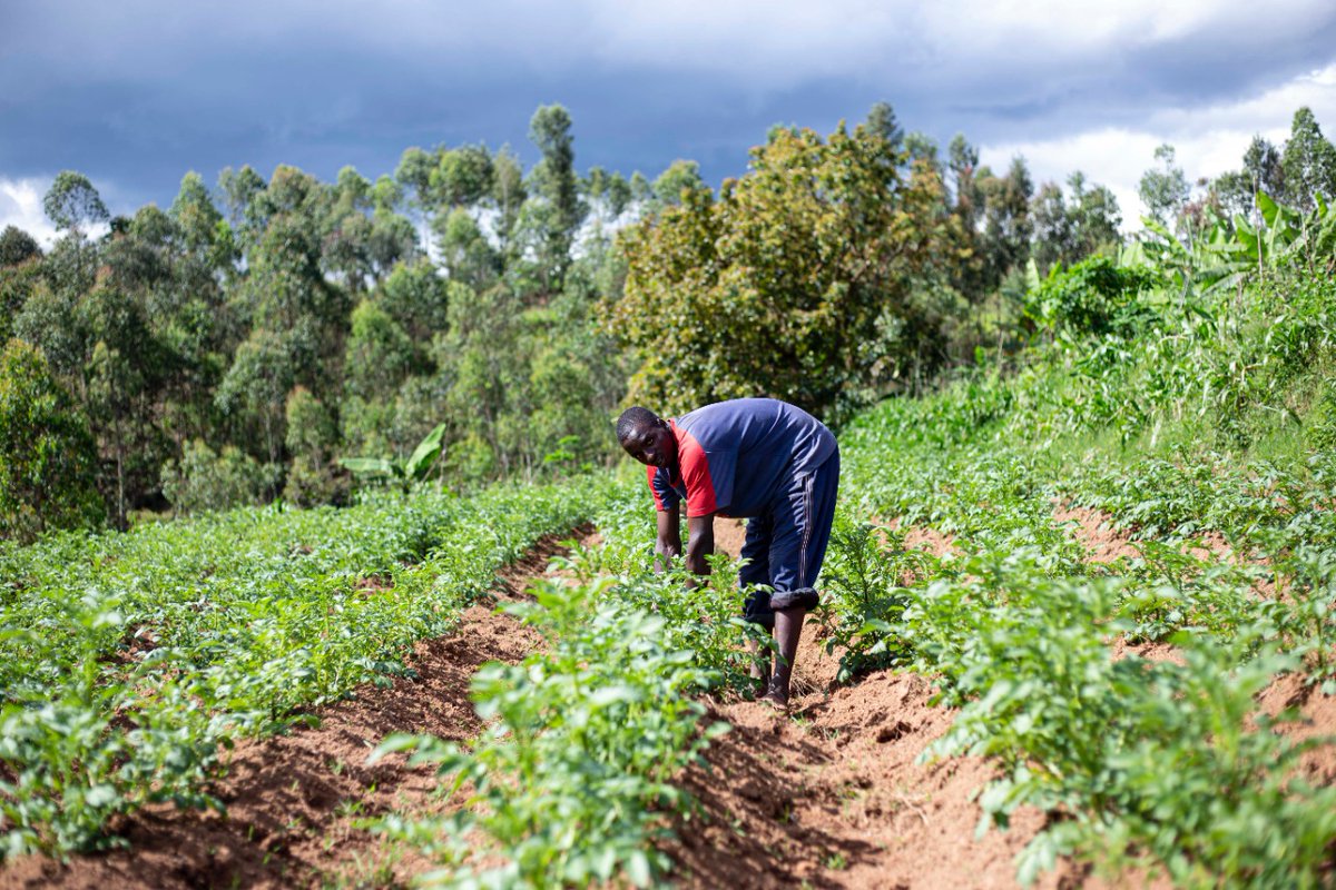 #CYPD 𝙋𝙊𝙇𝙇 Agriculture is one of the biggest contributor to Kenya's GDP.However, studies show that Youth are going for white collar jobs than Agriculture. What's your take on this? Visit shorturl.at/cIX27 to give your view #CYPD2022