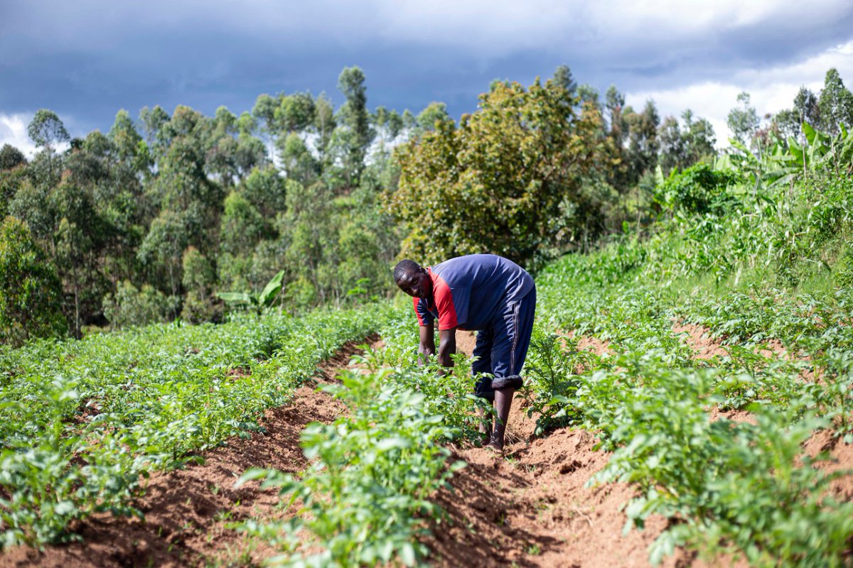 NYC_YouthVoice's tweet photo. #CYPD ๐๐๐๐
Agriculture is one of the biggest contributor to Kenya's GDP.However, studies show that Youth are going for white collar jobs than Agriculture.
What's your take on this?
Visit https://t.co/QuNh9U3lHG to give your view
#CYPD2022 https://t.co/sflRvgczal