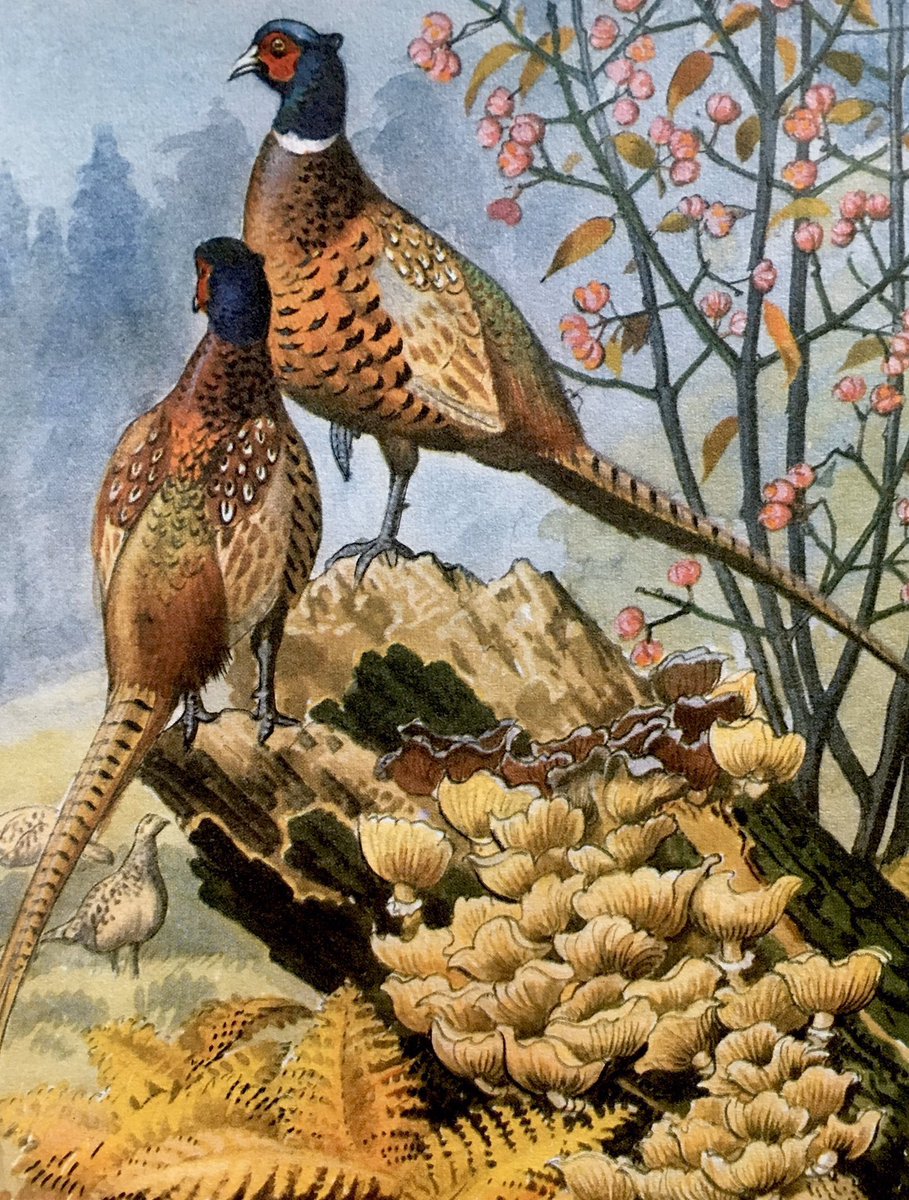 “In late October tall bracken fronds are turning from russet to golden yellow, and the colours blend with fungi, the pheasants and the spindle-tree berries.”
#CFTunnicliffe #ELGrantWatson