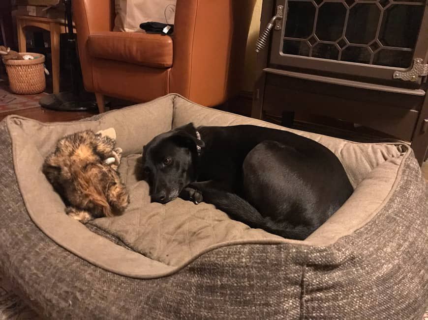 Frens, I tink I did a bad ting today.  Momma made a turkey sammich an putted it on de side table, an den she getting a drink in de chicken (I means kitchen) an I tawt dis was my turkey sammich, so I drags out de turkey onto de couch an eats it. Momma had to clean up de relish.