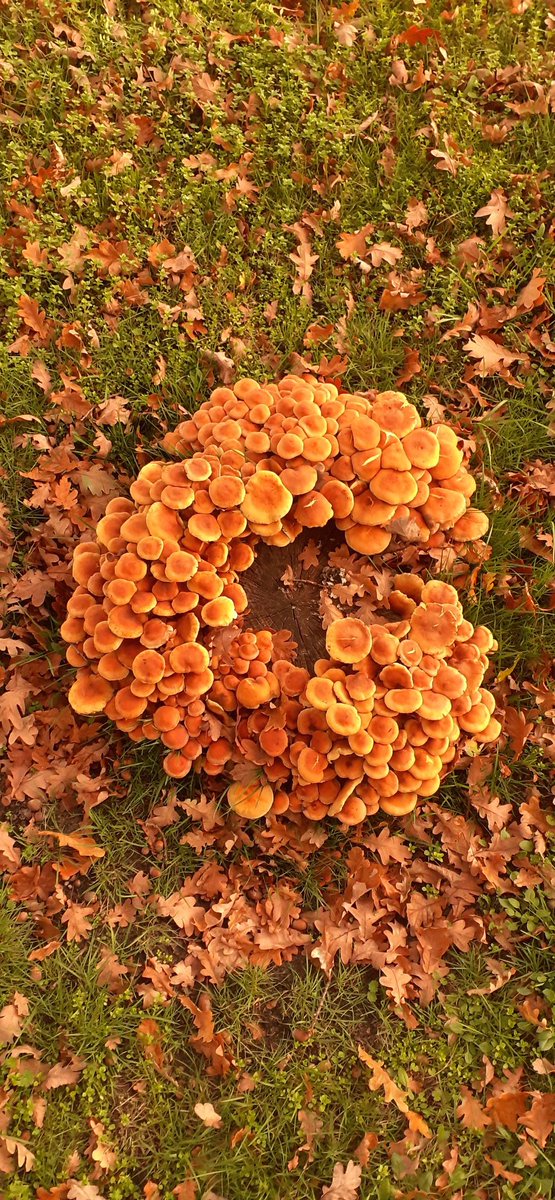 Weer een prachtige #herfst dag om te genieten van #paddenstoelen, één boomstobbe is al genoeg voor een mooi plaatje .....