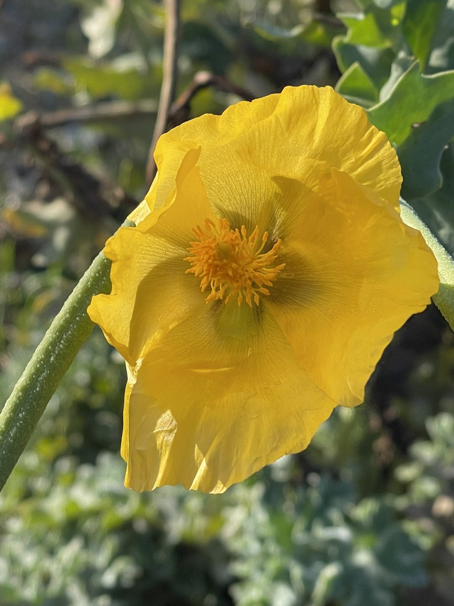 The yellow horned poppy.. a little ray of sunshine on a cloudy day.. got any near you?⬇️