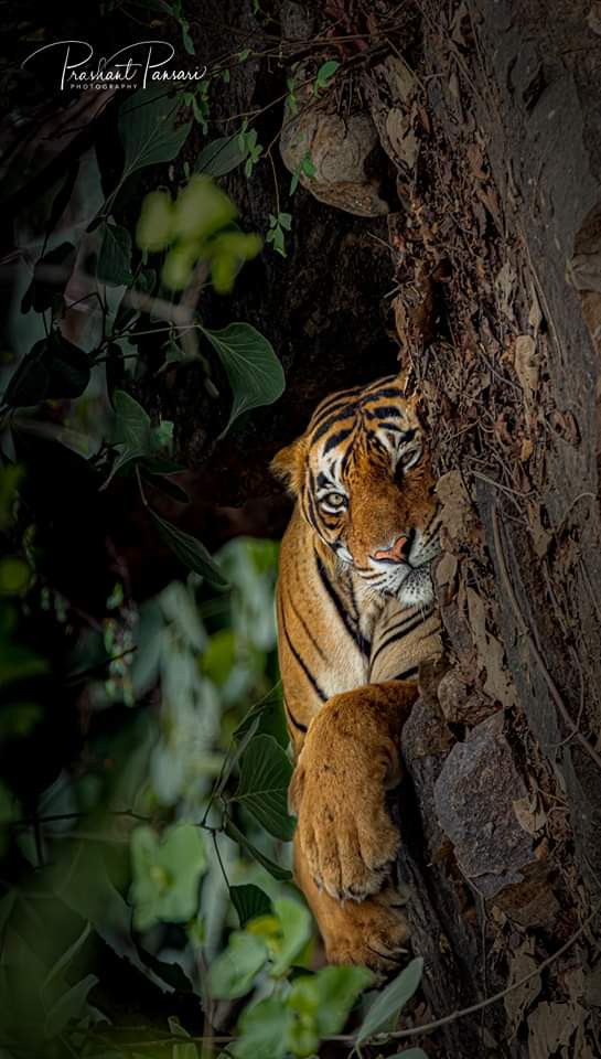 Twisted World..
T64 - Aakash
RTR
#pansariphotography #ranthamborenationalpark #tigerofIndia #tigersofranthambore #natgeoyourshot #IncredibleIndia #animalplanetindia #discoverychannelindia #natgeoindia #nationalgeographic #IndiAves