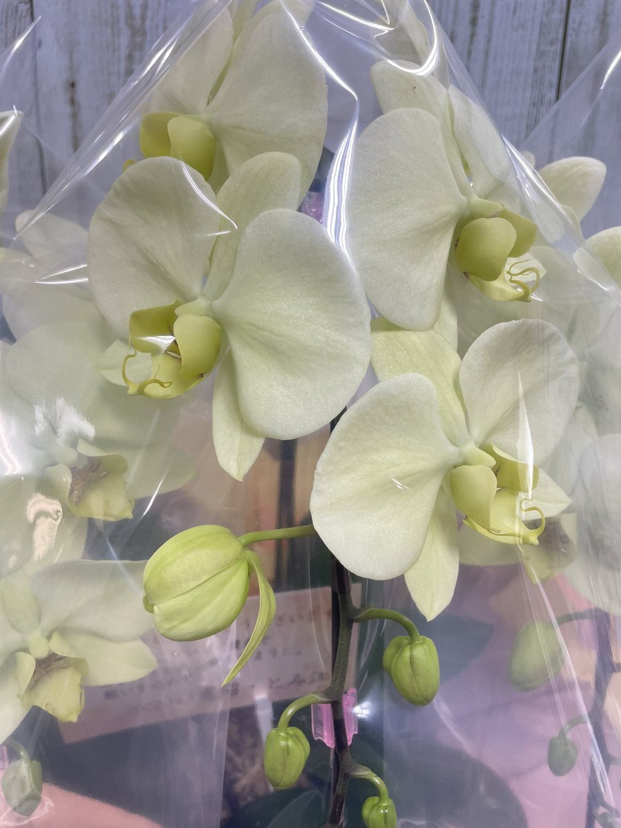 本日ご注文のグリーンの胡蝶蘭✨✨

「変わった色の胡蝶蘭が希望」とのことで、生産ハウスから直接写真をお送りして、選んでいただきました。

配送前に、こちらの画像もお送りすると、「とても満足です！」とのお返事。

こちらもとても嬉しいです😊
ありがとうございました❣️

#胡蝶蘭
#高崎花屋