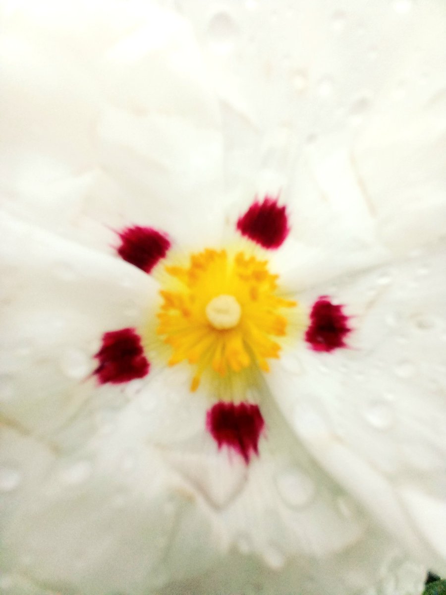 AngelaMWard's tweet photo. @DavidMariposa1 #OctoberDroplets https://t.co/f9W4TSTFQ2