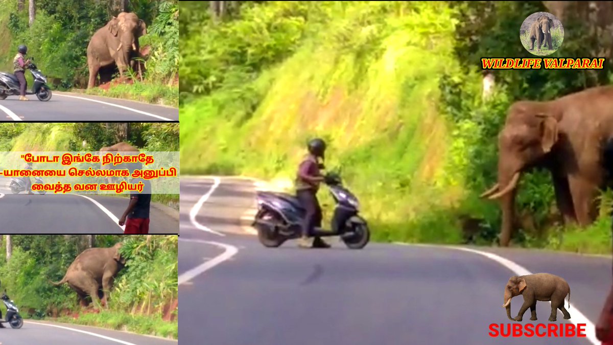 WildlifeValpar2's tweet photo. "போடா இங்கே நிற்காதே"-யானையை செல்லமாக அனுப்பி வைத்த வன ஊழியர்

https://t.co/zDKxdCO7Nu https://t.co/aSqPZuPpk3