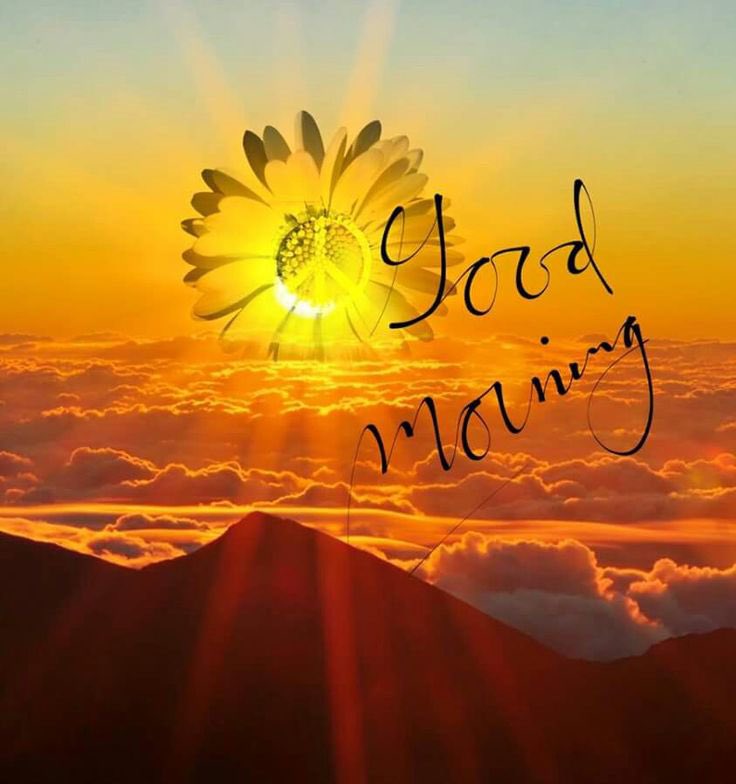 MrsFlowers007's tweet photo. Good Morning, have a peaceful day ๐
#Sunday #BeHippy https://t.co/MuBx42gInm