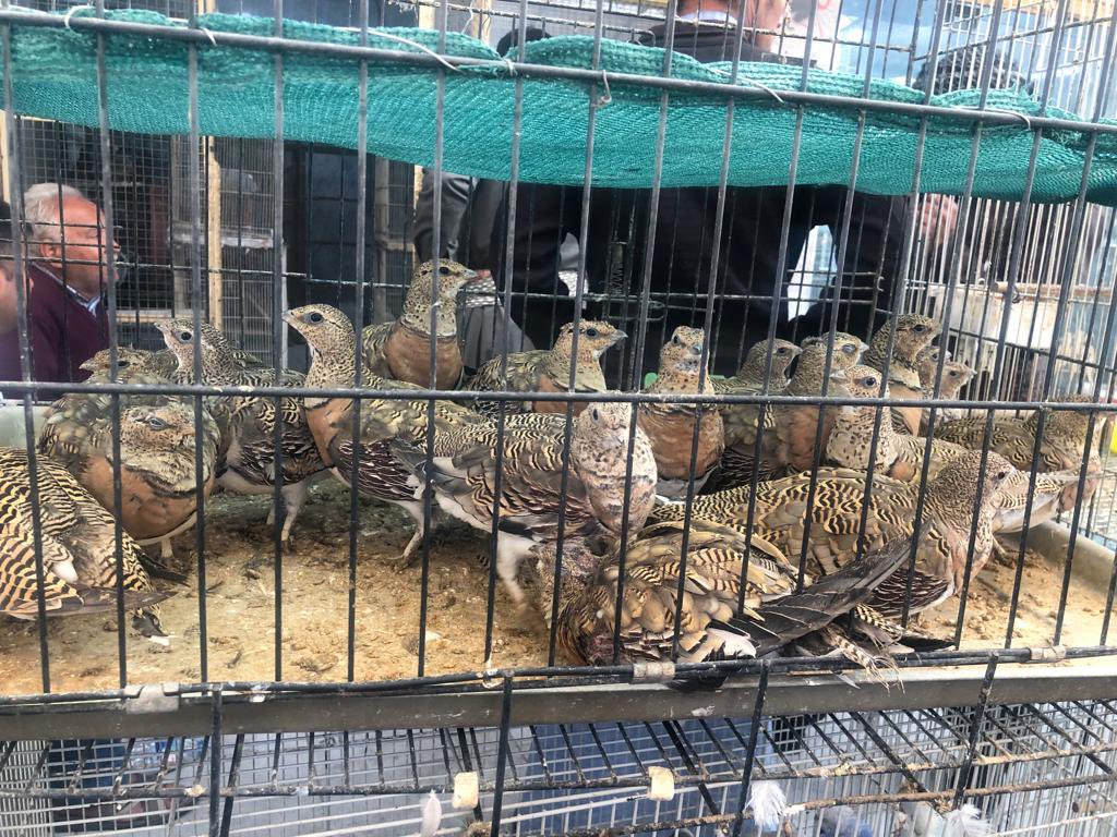 Irak Bağdat Kuş Pazarı, tahmin edilenden daha içler acısı, nesli tehlike altında bulunan türlerin saha araştırması için <a href="/rapcon_tr/">Tr.RapCon</a> Irak ve Türk makamları ile bir çalışma yürütüyor. #bozkırkartalı