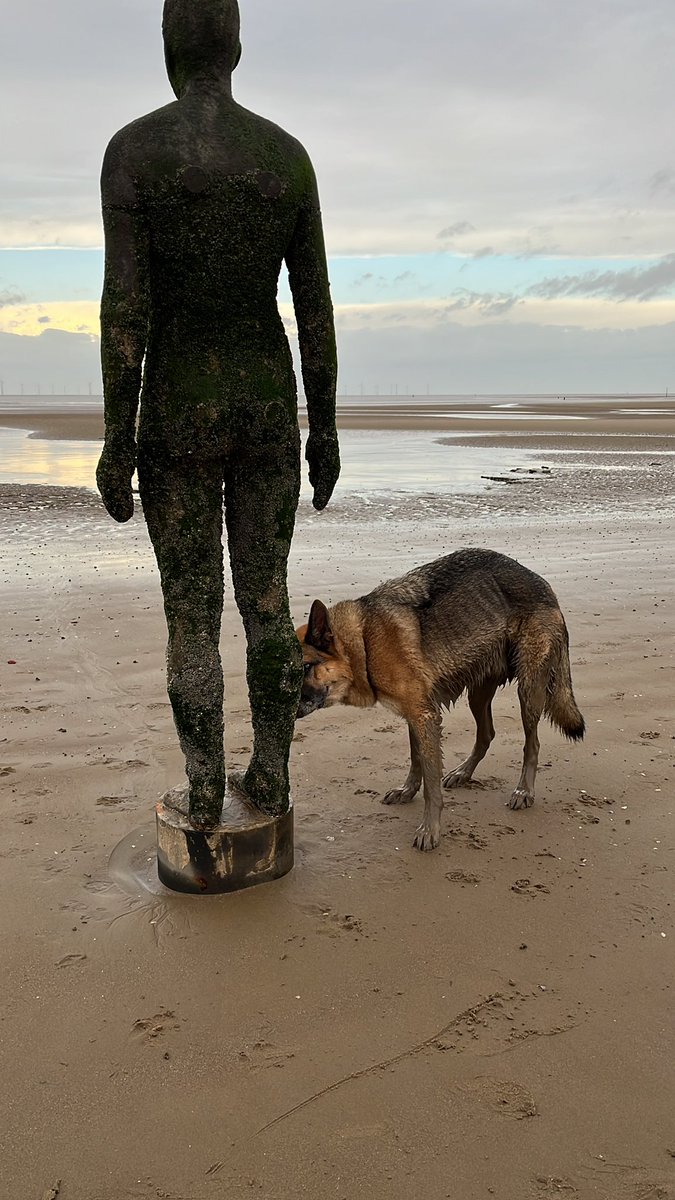 Dog plus mud. Quite the combination on Crosby beach!