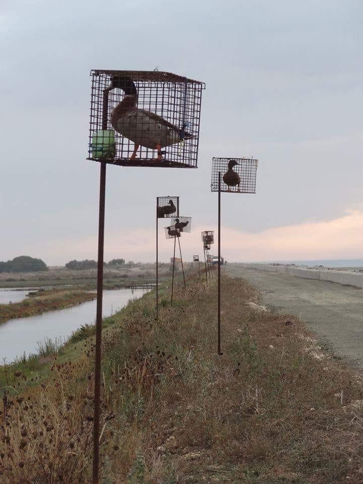 Veganella_'s tweet image. France: live decoy ducks in cages are used to attract wild birds for hunting. Their calling (aggravated by the caging) brings wild birds to their fate. 

Hunters are the pits #GoVegan 

(Petition to sign in thread 🧵)