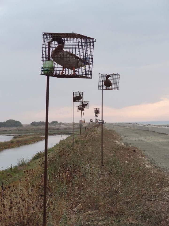 France: live decoy ducks in cages are used to attract wild birds for hunting. Their calling (aggravated by the caging) brings wild birds to their fate. Hunters are the pits #GoVegan (Petition to sign in thread 🧵)