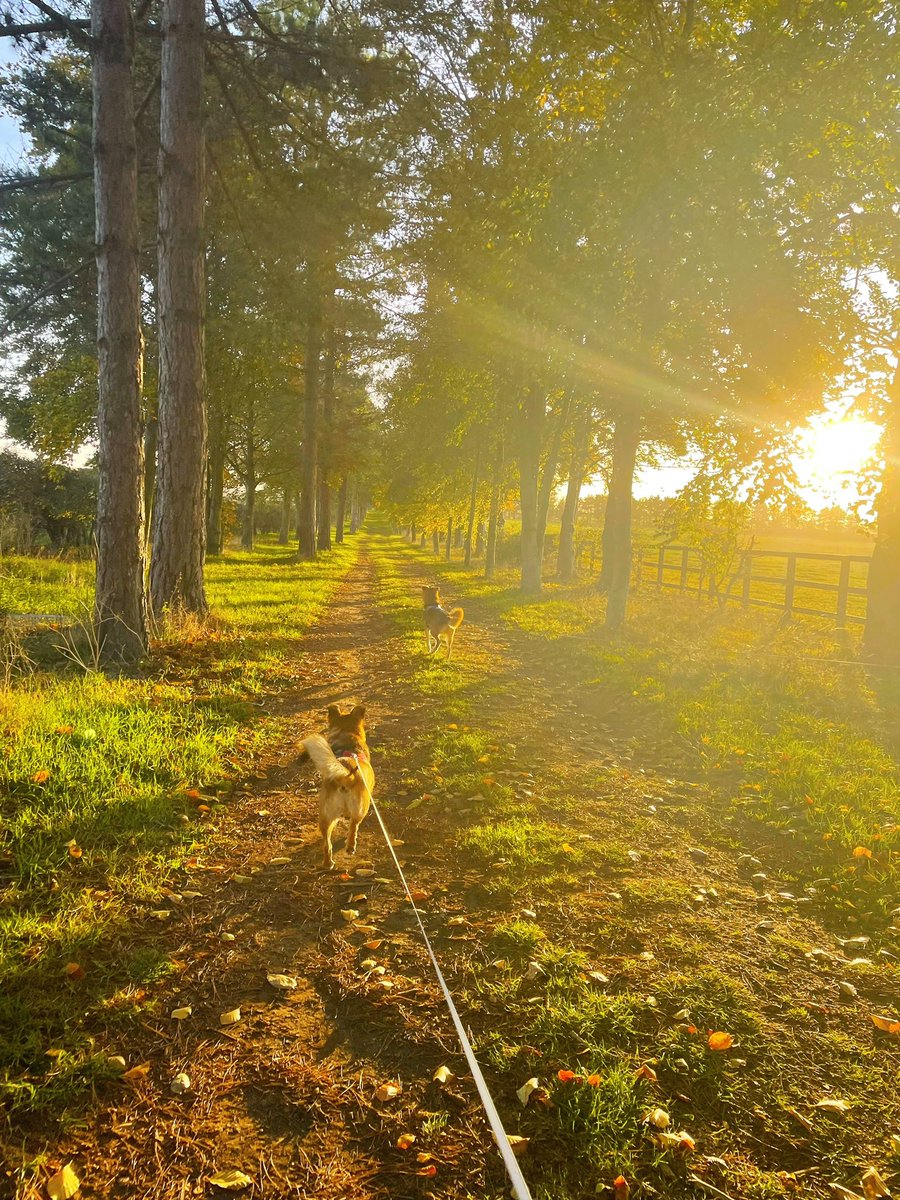 Autumn sunshine walkies are the bestest 🐕🐕 #Autumn #walkies #doggos #twitterdogcommunity #dog #sunshine #happydogs