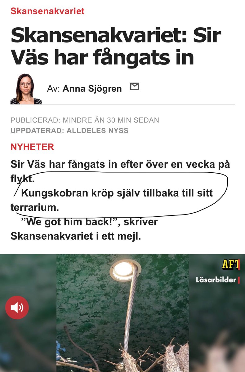 Sir Väs kröp alltså själv tillbaka till sitt terrarium. Vilken kung han är. Legendarisk.