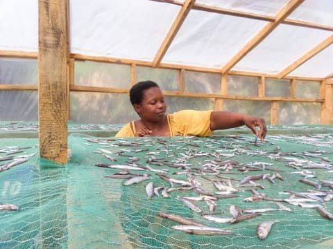 Renewable Energy Powered Ovens Help #Cameroon Fish smokers curb #Mangrove #Forest Degradation. By <a href="/ReginaLeke/">Regina Fonjia Leke epse. TANDAG</a> &amp; <a href="/ngalame/">Ntungwe Elias</a>

Read more here 👇🏽:
voiceofnaturenews.info/renewable-ener…
