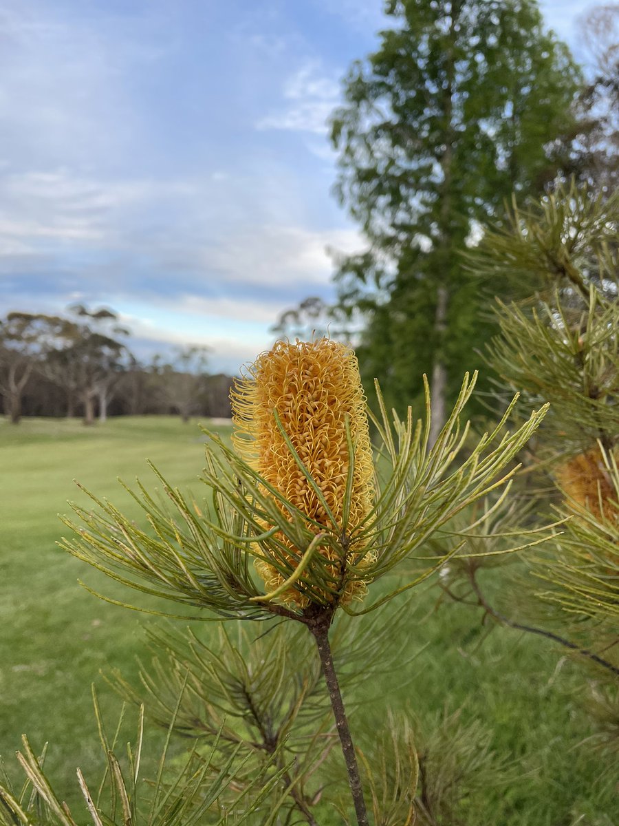 mello444's tweet image. Scenes from a different ‘hood