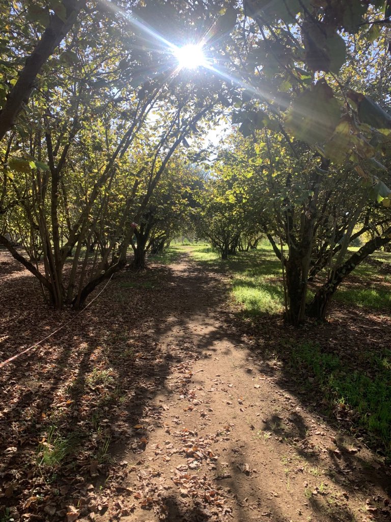 nickyork61's tweet photo. If you were a whip this is where you would get your walnuts from! https://t.co/25Sa2eKS83