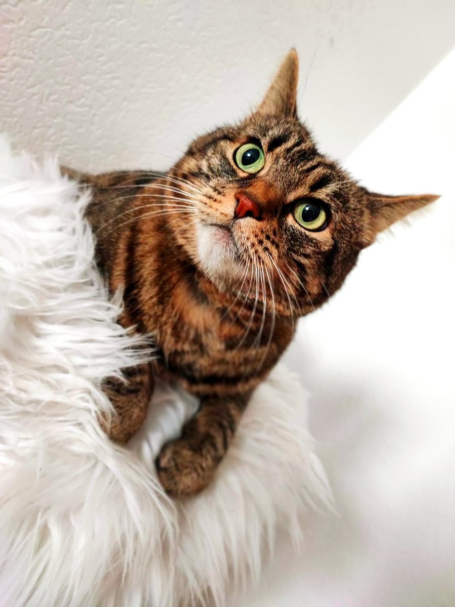 FleecyWolf's tweet photo. This time realfluff from my cat 😺 https://t.co/g7qAgKmBia