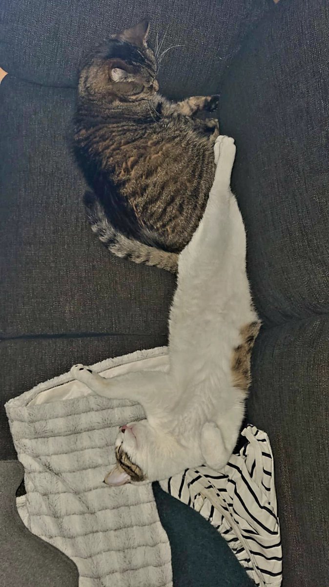 JaaHaa_'s tweet photo. Pojat on poikia❣️14 vuotta ikäeroa ja niin läheisiä🥰 #CatsOfTwitter #Tarmo #Ipana #läheisyys #kissa https://t.co/LKxEUZcInw