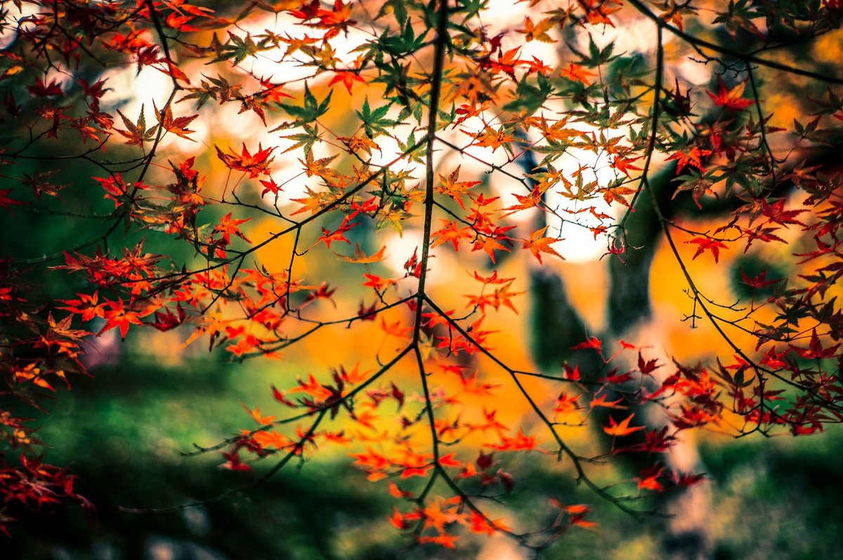 O_R_atsu's tweet photo. #紅葉
camera：Leica M9-P
lens：Summilux 50mm F1.4 Nr.1928141
#photograghy #fineart #digitalart https://t.co/l9w9UdGOdh