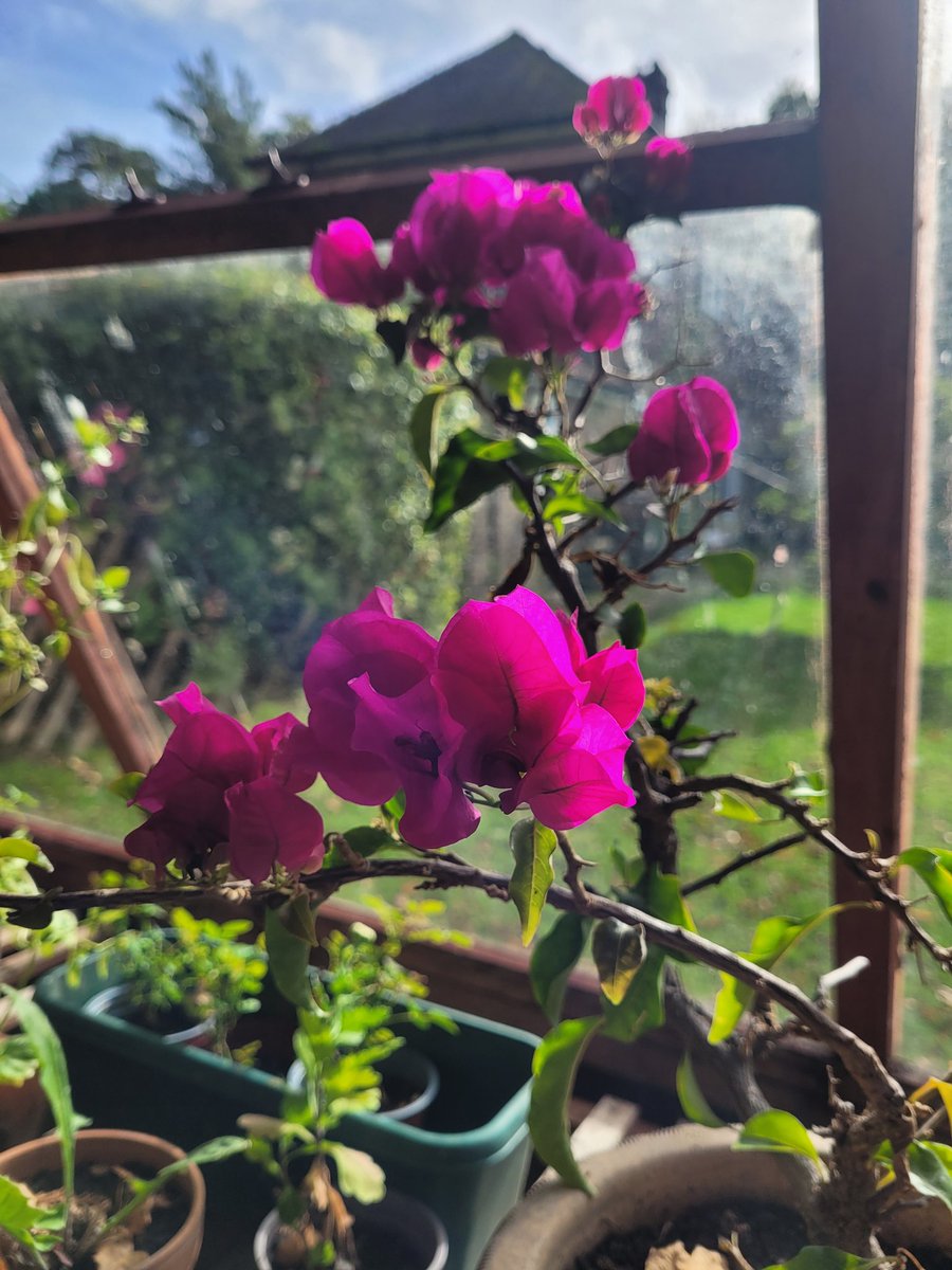 AngelaKettlety's tweet photo. @ChattyGardener Won't stop flowering 🌸 https://t.co/7oCadskGwG