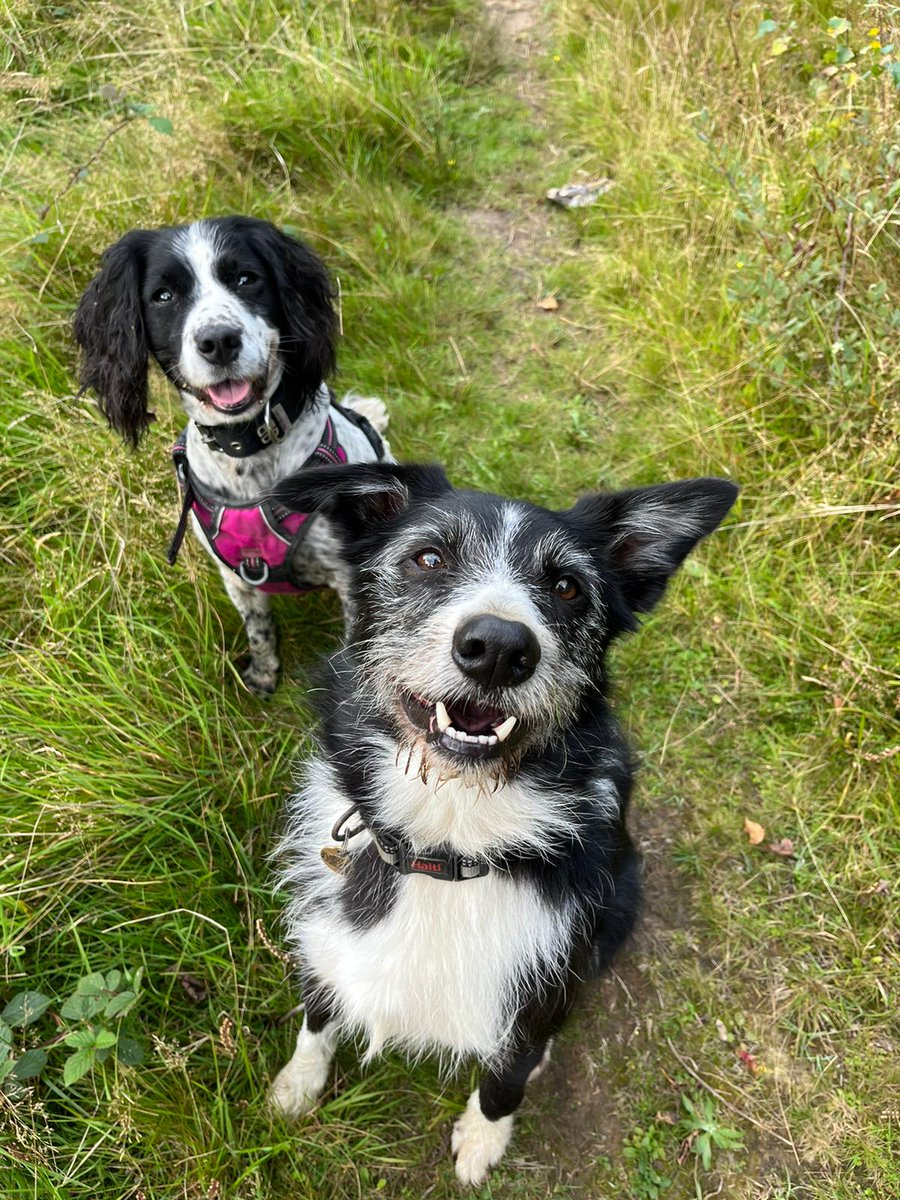 FionaRory's tweet photo. @DogDeskAction Wishing every dog was as lucky as me. With my dog running pals having a ball on the Fells #AdoptDontShop #supportrescuedogs Love ex.rescue dog Rory 🐾 ❤️❤️❤️ https://t.co/x3a3xFix3e