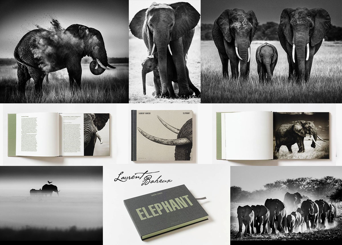 Dernier jour ! Je pars pour un long séjour africain, il vous reste seulement aujourd’hui pour commander un livre dédicacé avant la fin de l'année.
Demain il sera trop tard
Les ouvrages LIONS &amp; ICE IS BLACK ne seront plus disponibles en Novembre et Décembre
laurentbaheux.com/-/galleries/li…