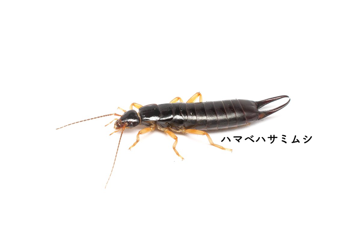 Elooongzhfmfcm