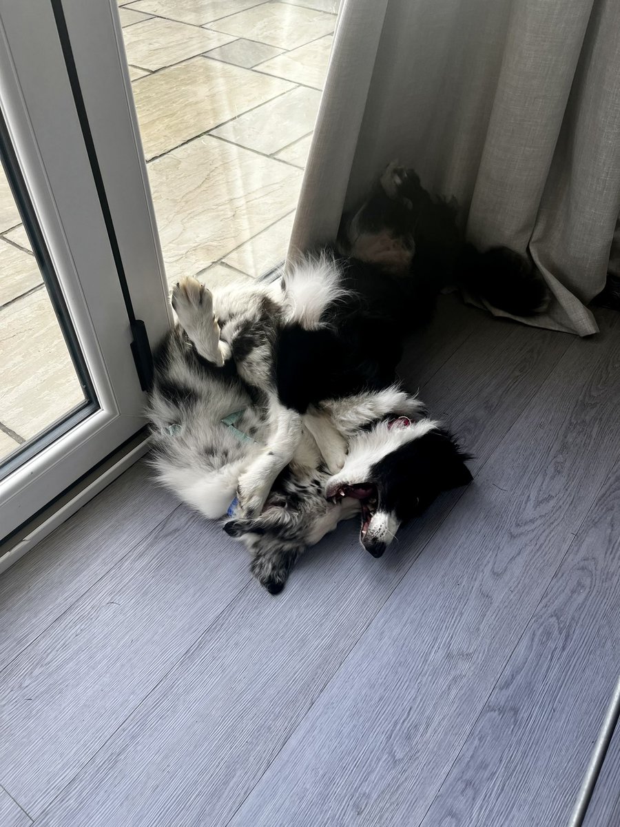 Rough night with these 2 with unexpected &amp; very late, fireworks going off. Both very unsettled. Zola was trembling in fear. Glad they’ve got lots of energy this morning, I can’t relate 🥱 #bordercollies #exhausted #hatefireworks #reactivegirl