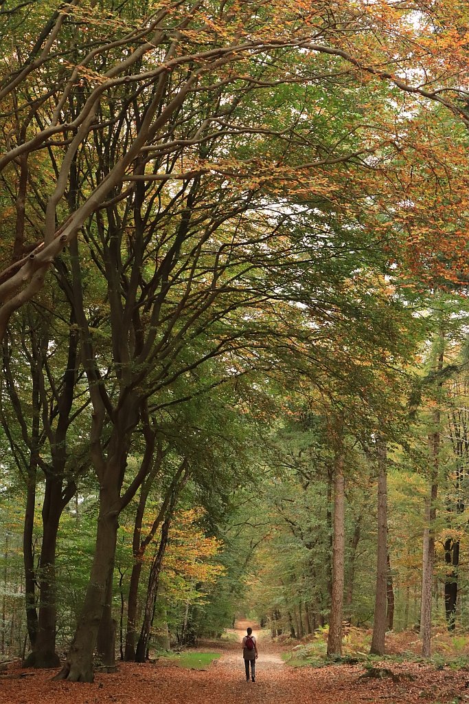 Wandelen in het #Speulderbos #Sprielderbos #Ermelo #Garderen #Veluwe #Gelderland #Nederland #GroetenUitHolland #Fotografie #Canon #EOS90D johnwitjes.nl/gelderland/wan…. Tag je Nederland foto met #groetenuitholland.