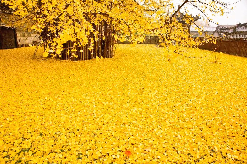 Incredible explosion of gold from a 1,400-year-old Ginkgo tree. Photo by Han Fei