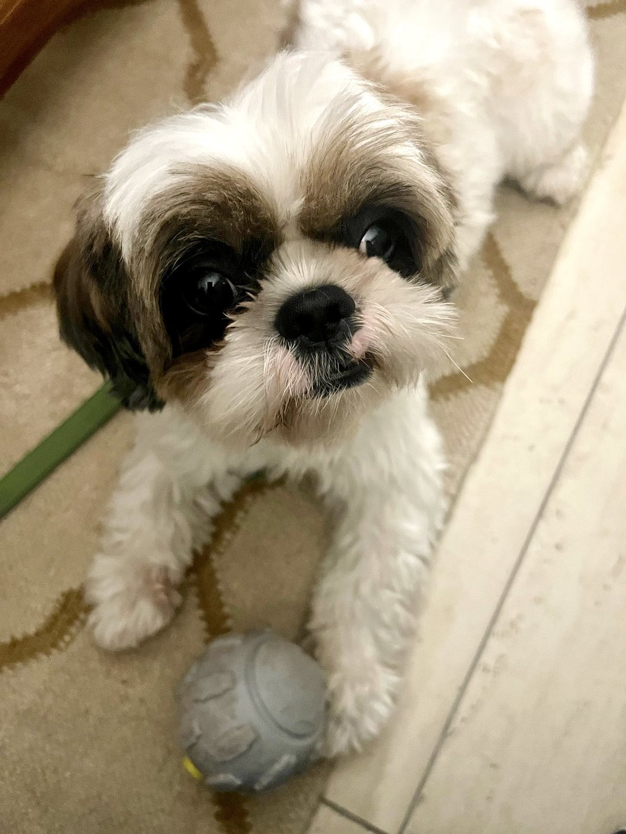 HopeTheShihTzu's tweet photo. Are you guys saying that I have to play with my toys while you enjoy pizza? Bahut Nainsaafi hai!

Photo: @ankitagrawal87 
#dogsoftwitter #DogsOnTwitter #dogstagram #SHIHTZU https://t.co/Y8xRsVEaZ9