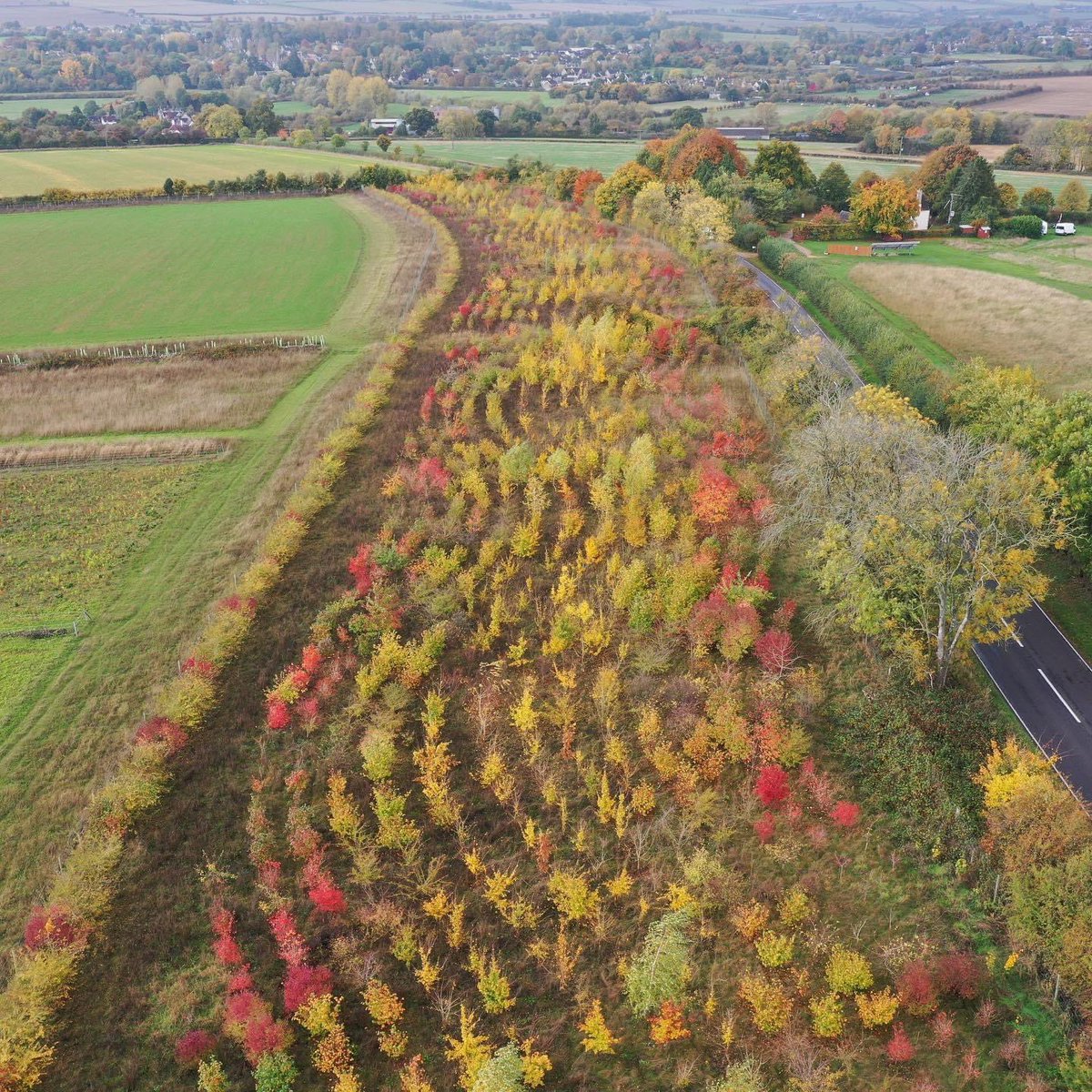 RealFarmED's tweet photo. A birds-eye view of the young, diverse, #shelterbelt and #hedgerow at the top of the farm in all their #autumn glory🍁🍃🍂

It’s taken less than 10 years for the 10,000 tiny #nativesaplings that were planted to become a beautiful small #woodland.

1/2 #realfarmed #naturalborder https://t.co/YXuPVCzzDz