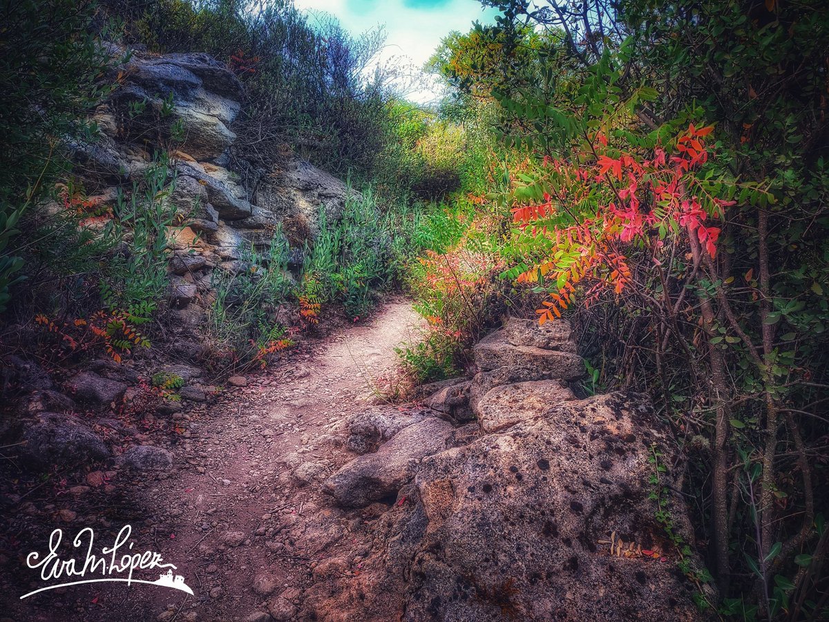 EvaM_Lopez's tweet photo. #AlcaláLaReal #Jaén #Andalucía #Octubre #otoño🍁🍂 #JaénParaísoInterior #fotografía #paisaje #sendero #LosZumaques #vereda #camino #landscape #bosque #zumacal #naturaleza #zumaque #planta #rama #color #otoñal https://t.co/HfhebN4COI