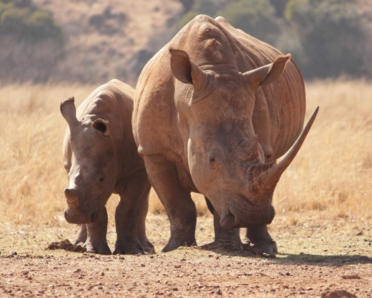 altogetherbran1's tweet photo. Rachel found it hard to accept that certain humans kill rhinos for their horns. She learned a lot from her mother and stayed close to her on their daily visits to the water hole. https://t.co/1yujsmZjqs 
https://t.co/yY2TN2Ng2m #altogetherbrand #wiseandwonderful #eyestoseethem https://t.co/0D40EgL4qZ