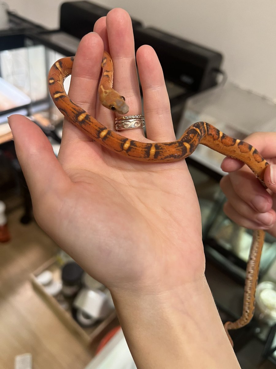 初めてのコーンスネークです🥰
<a href="/nicopet_seya/">nicopet (ニコペット)横浜瀬谷店　爬虫類アクア</a> さんのイベントでお迎えしました☺️
スケールレスという事で、触った感じが気持ちいいです☺️❣️まだまだベビーですが、共に大きくなっていきたいと思います🤣✨ #コーンスネーク  #コーンスネークが好きな人と繋がりたい  #爬虫類