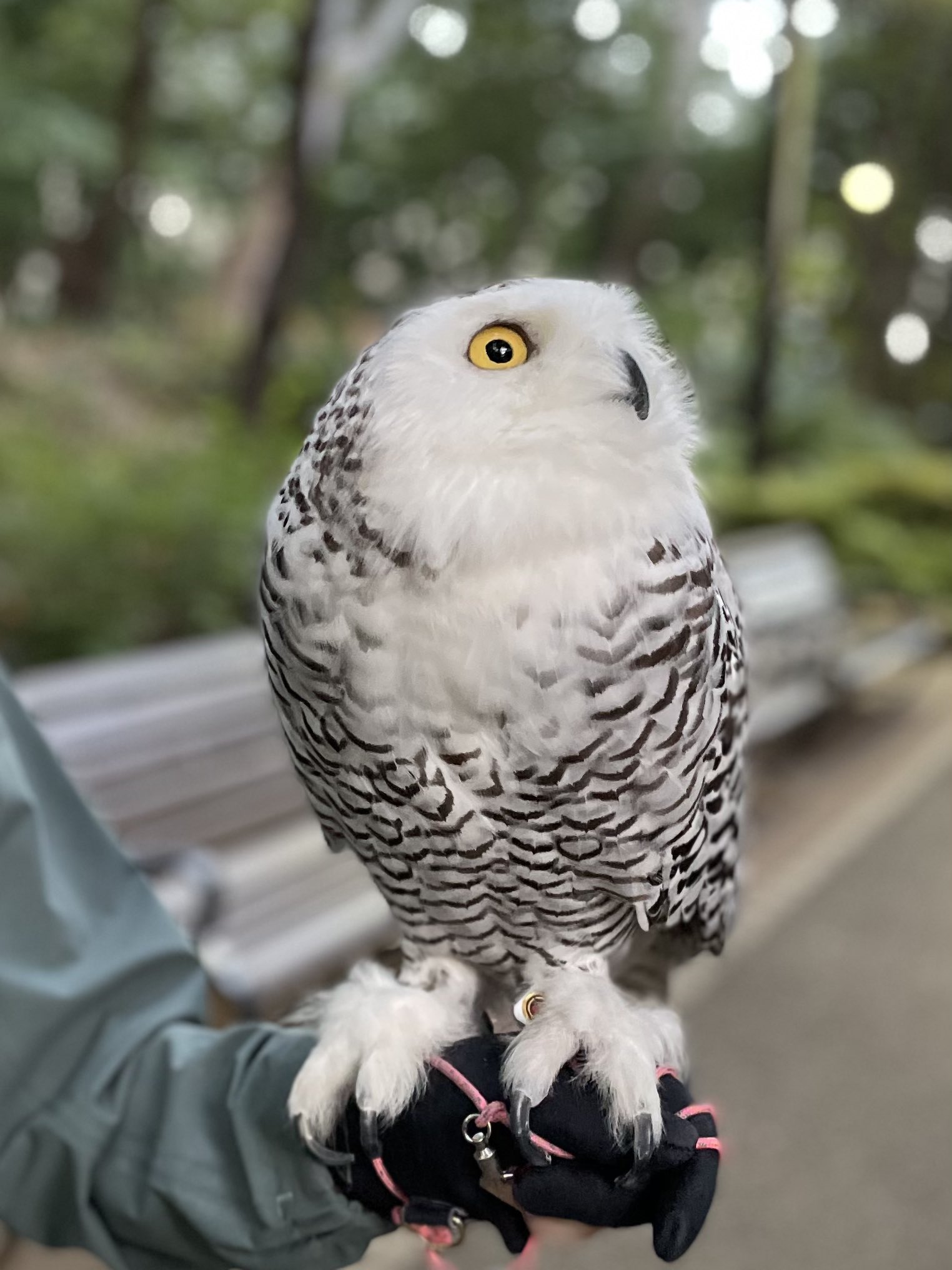 白フクロウ Twitter Search Twitter