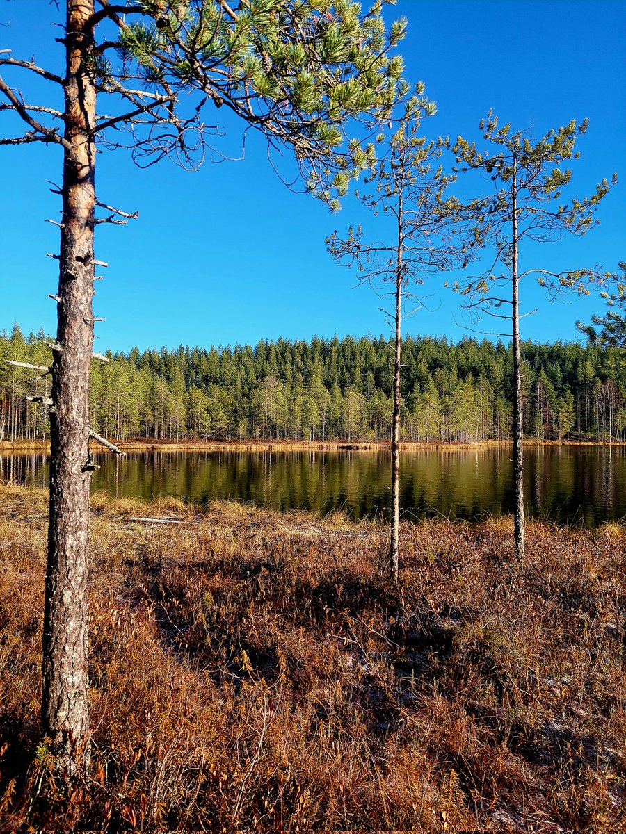 minna625's tweet photo. Melkein samat fiilikset kuin syyslomaviikolla. Tuulen tuiverrusta ja kauniita maisemia. Poikkeuksena huomattava lämpötilaero. Jossain kohdin vilakka tuuli läpäisi kevyesti hiihtopipon. #lokakuu #auringossa #Kuhmo #metässä #liikunnanilo https://t.co/O9Sx80qCiJ
