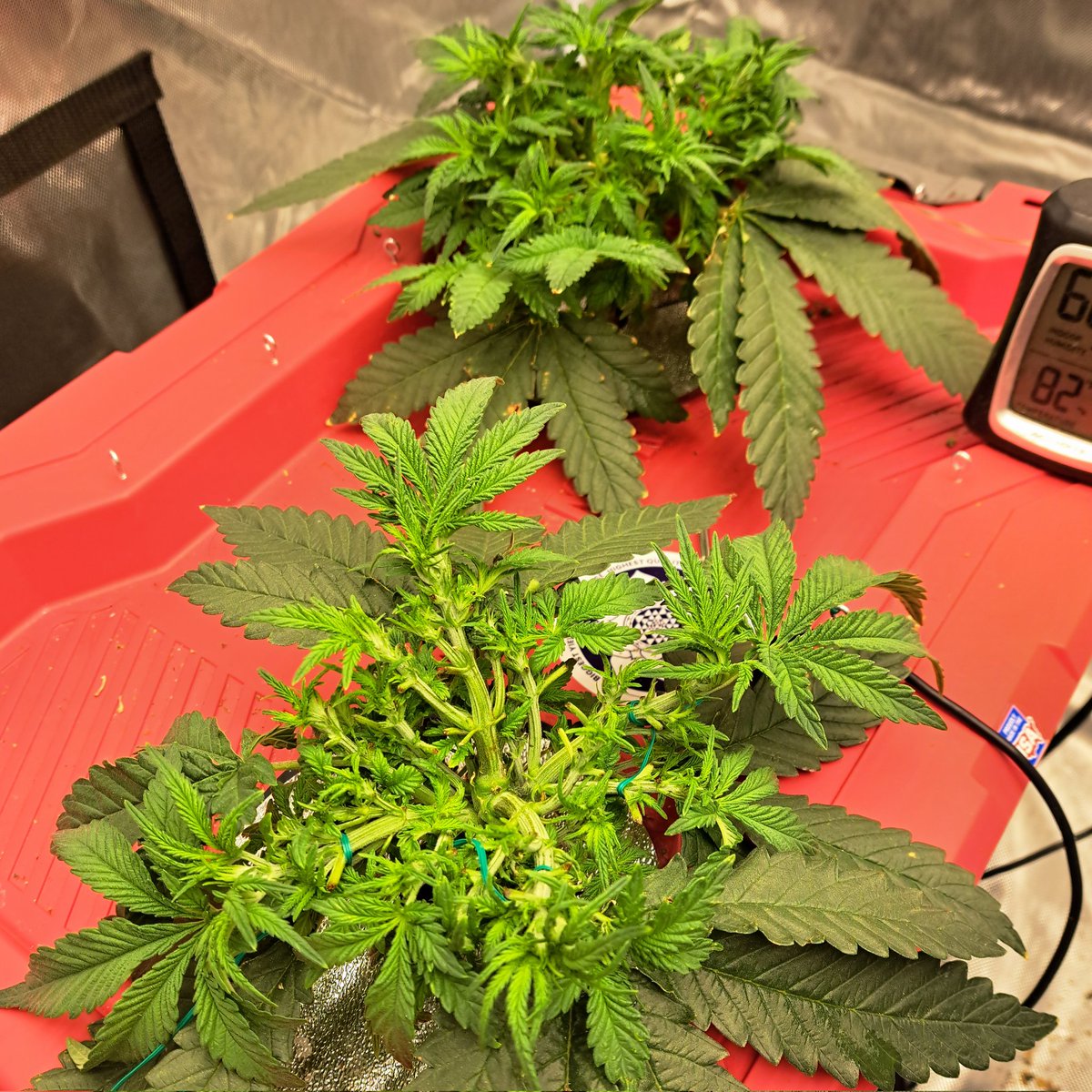 goingdeep927's tweet photo. The @Fast_Buds Gorilla Cookies Is Done, Lets Guess The Weight After Trim? The 2 @GHGenetics BlackBerry Tart Are Coming Alive For The Creative Grow Comp! @lotusnutrients Growing Strong In The DWC's! πͺ
π»More From @Fast_Buds Coming Up Soon!π»
#RHEC #JGYO #SproutBoxx YB-6K π€ππ€ https://t.co/3cVVhJ3lkg