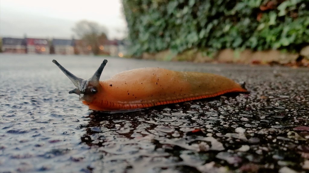 Loving the rain!

Arion sp.
#365DaysWild ☔🐌