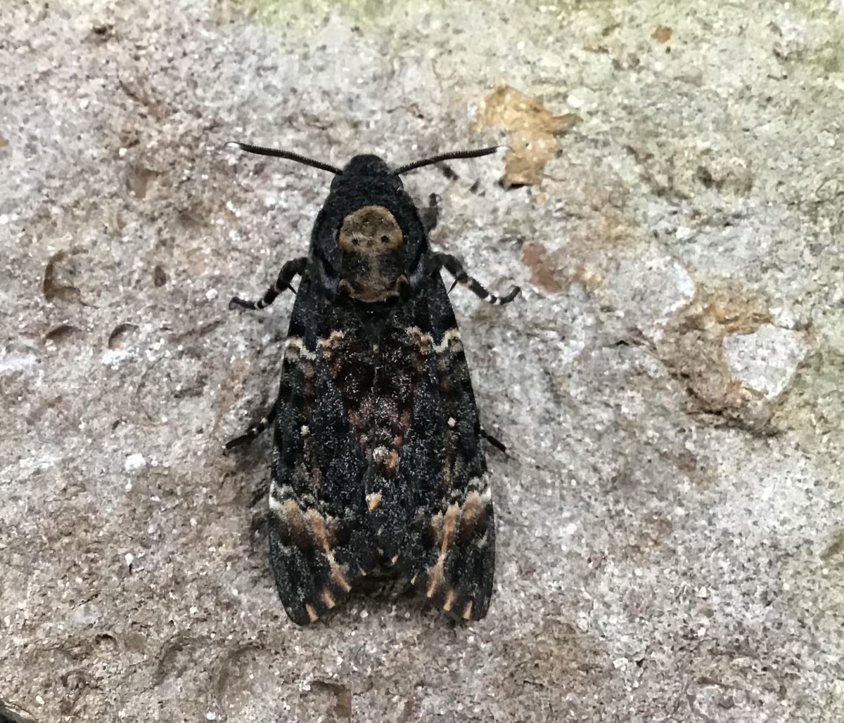 Death's-head Hawk-moth (A. atropos), taken at light at Lymington, Hants on 29/10. A. Harmer.